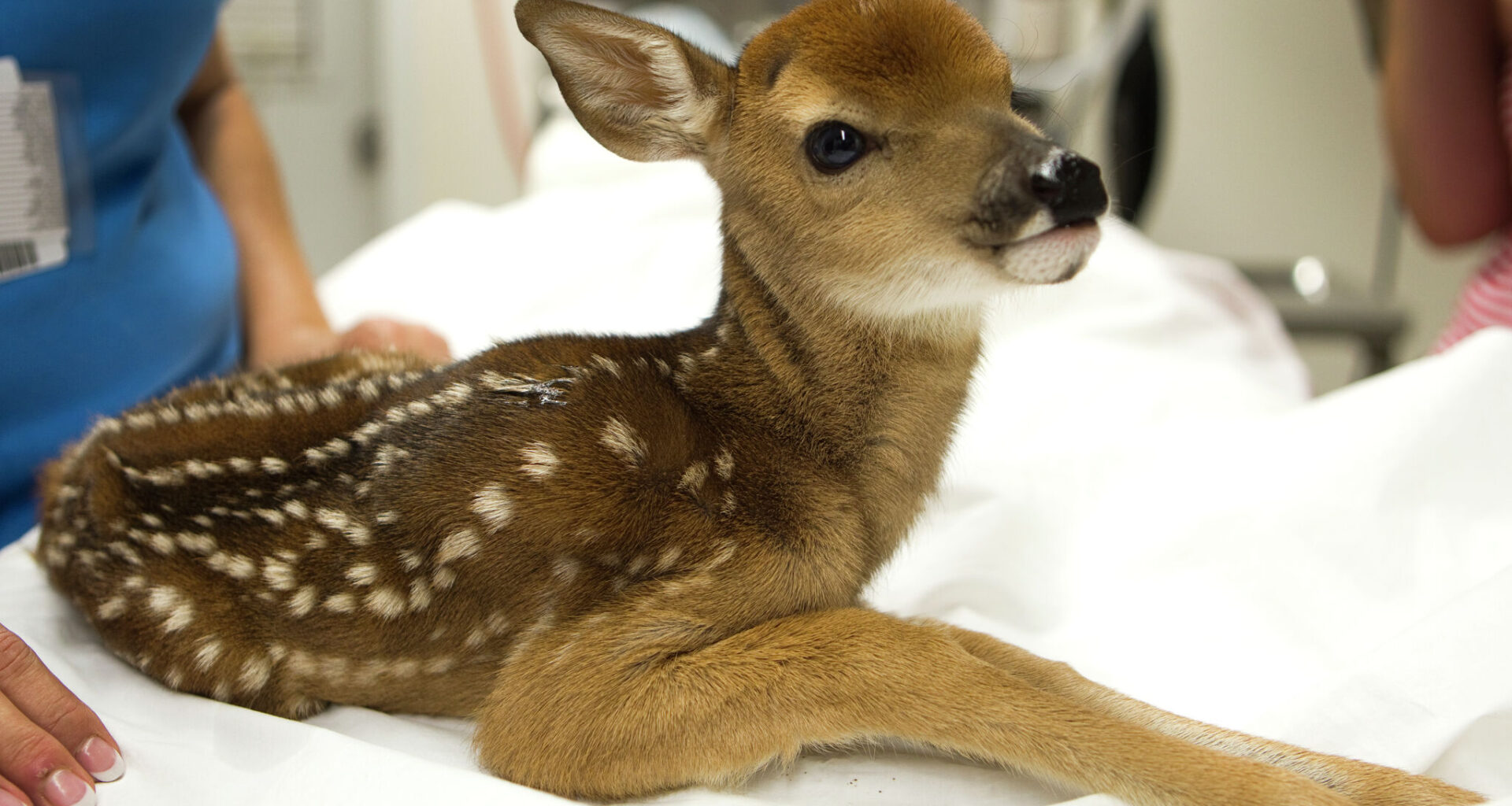 New Texas wildlife rescue rules from TPWD spark backlash