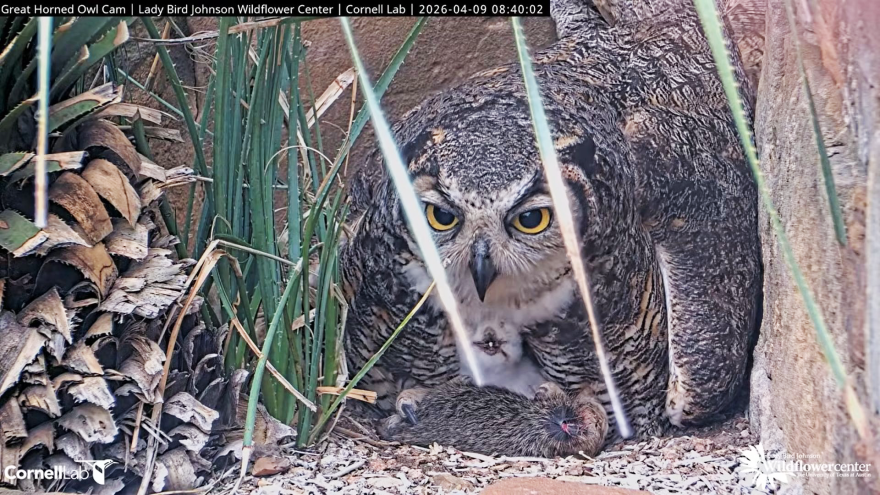 A great horned owl and her owlet in a nest at the Wildflower Center.