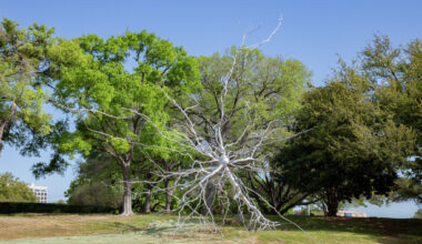 Roxy Paine steel sculpture now at Dallas' UT Southwestern