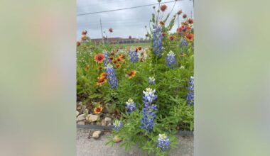Top Texas Native Plants for Earth Day Gardening (2026)