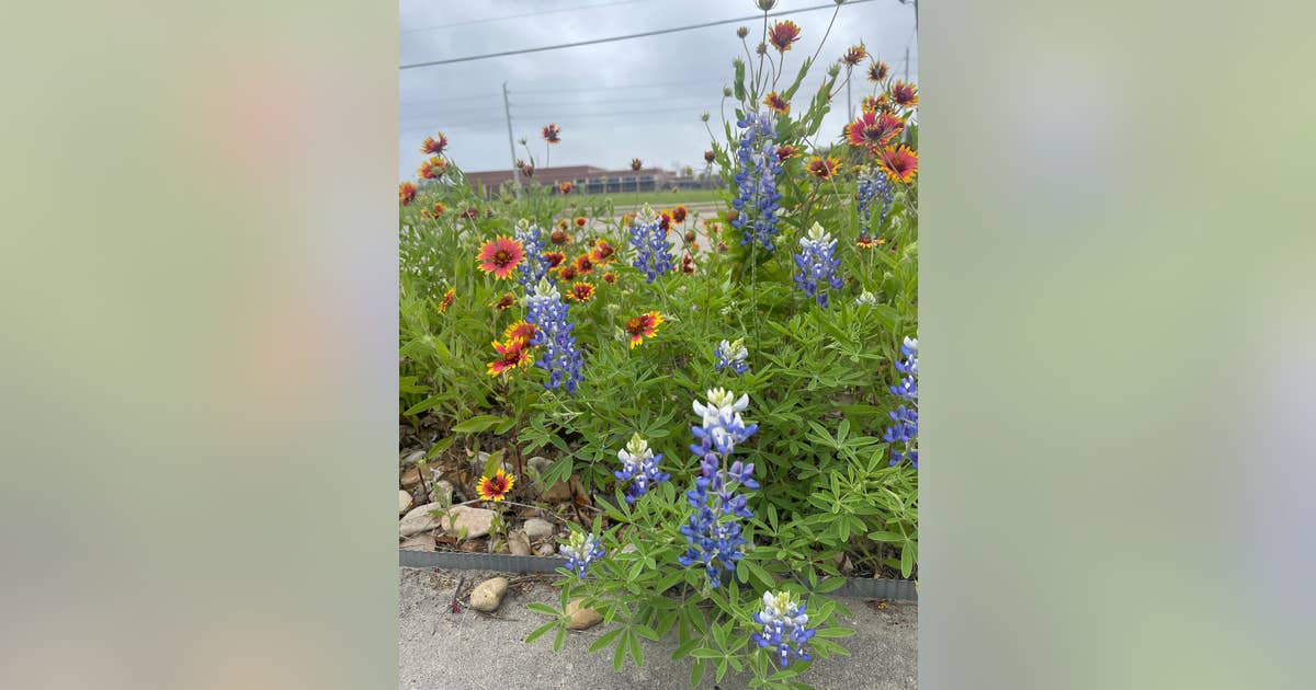 Top Texas Native Plants for Earth Day Gardening (2026)