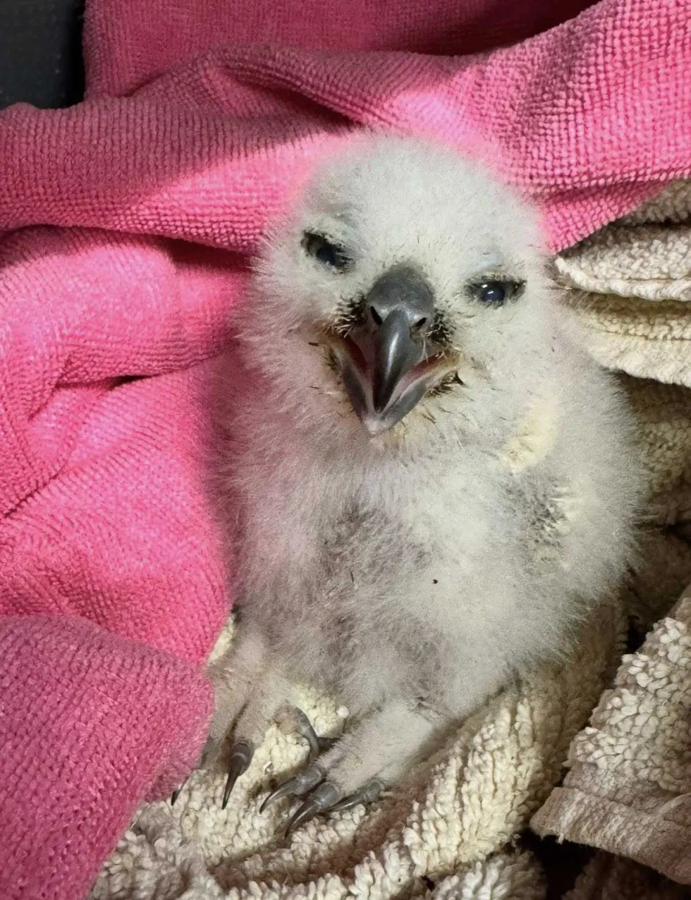 Athena's owlet doing well.