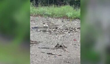 Dog remains found dumped at TxDOT site near Bush Airport, investigation underway