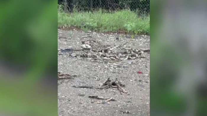 Dog remains found dumped at TxDOT site near Bush Airport, investigation underway