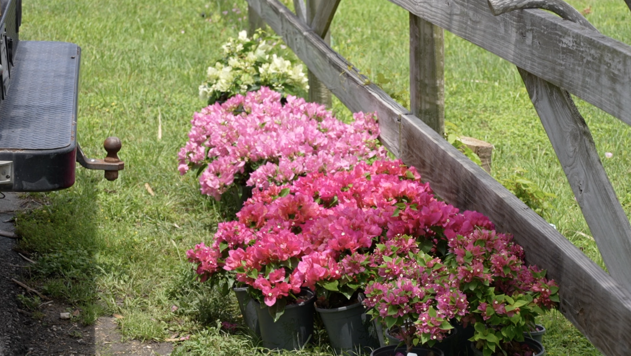 FLOWERS