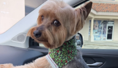 Missing Yorkie in Houston prompts pet recovery scam warning