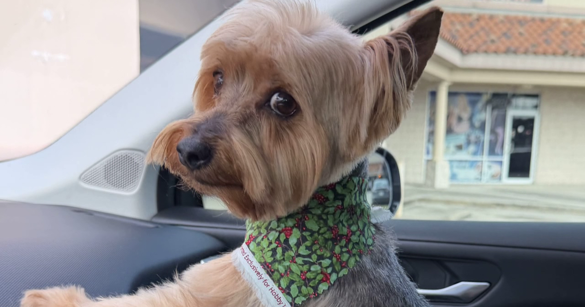 Missing Yorkie in Houston prompts pet recovery scam warning