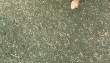 Good Day Good Dog: Looper