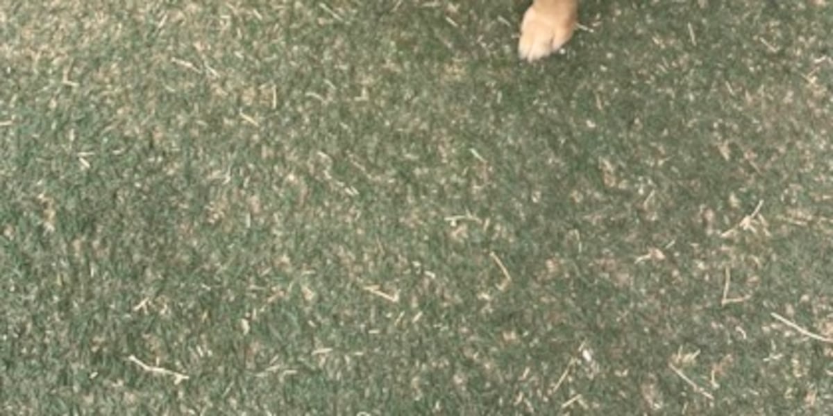 Good Day Good Dog: Looper