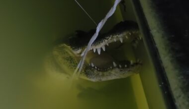 An alligator captured at Lake Arlington bt Mark Everett on March 22.