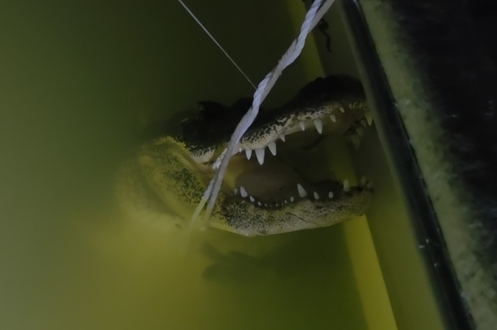An alligator captured at Lake Arlington bt Mark Everett on March 22.