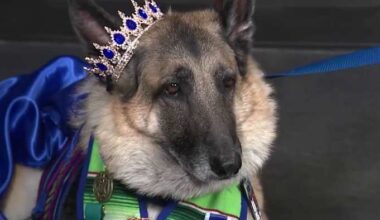 Pooch Parade helps support mission of providing healing, emotional support