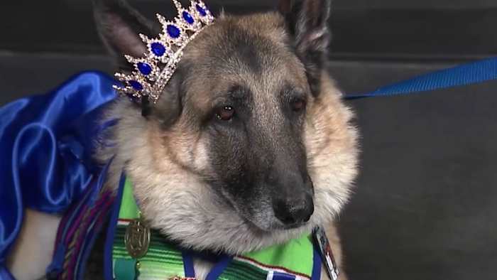 Pooch Parade helps support mission of providing healing, emotional support