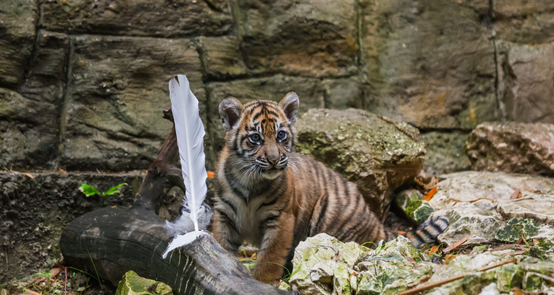 Dallas Zoo names Sumatran tiger cub Rina in community contest
