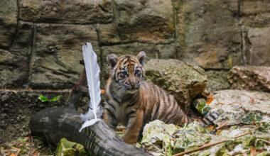 Dallas Zoo names Sumatran tiger cub Rina in community contest