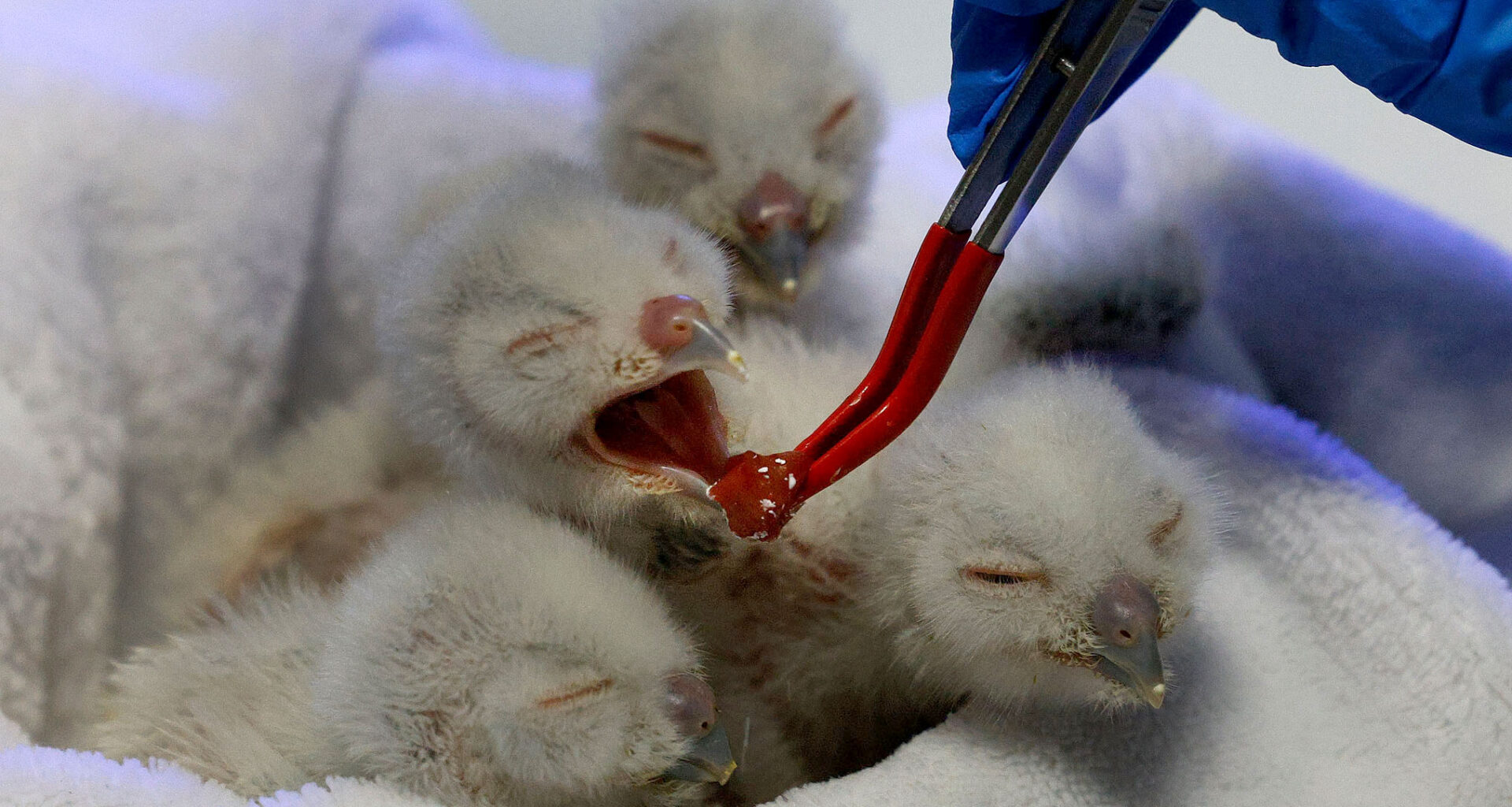 ‘We have animals coming in all day long,’ and other quotes of the week