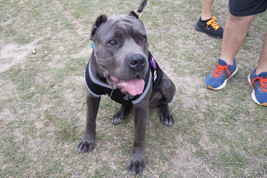 8-month-old Rocco is a Cane Corso at the Pooch Parade on April 25, 2026