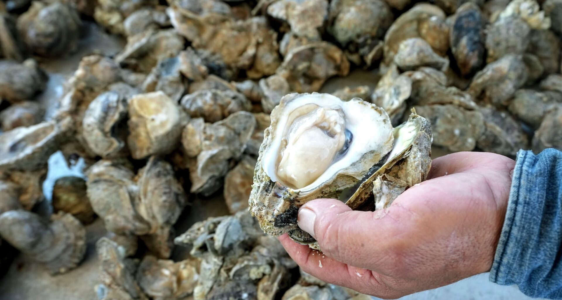 New studies offer hope for Texas Gulf Coast oyster harvesters