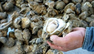 New studies offer hope for Texas Gulf Coast oyster harvesters