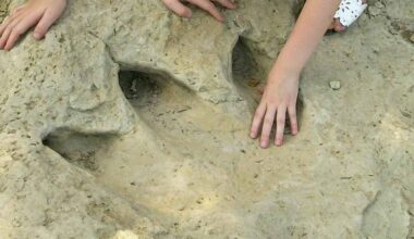 Dinosaur Valley State Park ranked Texas' No. 1 campground