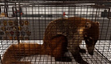 Rare Texas mammal makes surprise appearance in the Hill Country