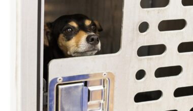 Animal Care Services offers $0 pet adoptions after Spurs wins