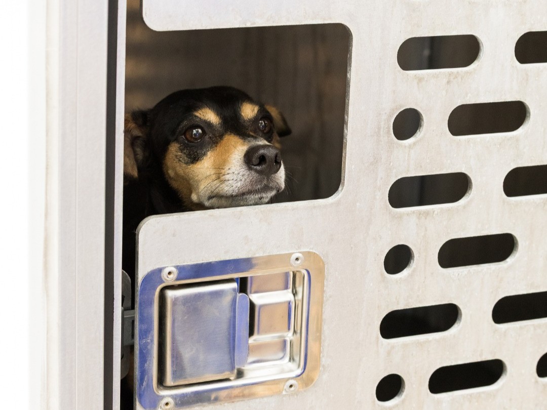Animal Care Services offers $0 pet adoptions after Spurs wins