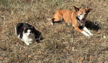 San Antonio cat sanctuary founder launches children's book about unlikely friendship