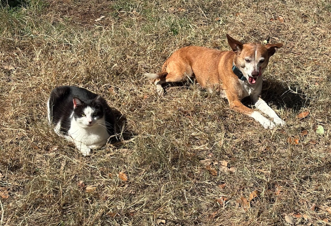 San Antonio cat sanctuary founder launches children's book about unlikely friendship