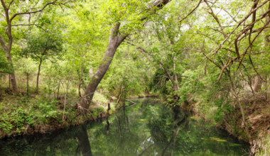 Texas adds nearly 200 new acres to state park in Hill Country
