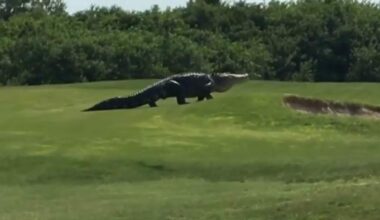 Why you’re seeing more gators in Houston
