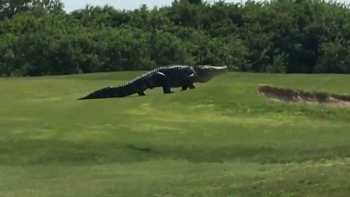 Why you’re seeing more gators in Houston