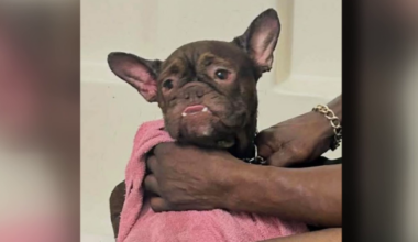 French bulldog stolen at gunpoint during walk in Houston neighborhood