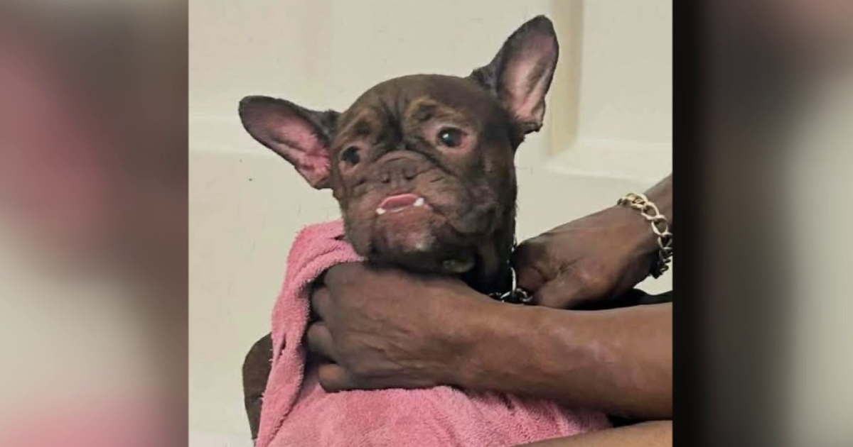 French bulldog stolen at gunpoint during walk in Houston neighborhood