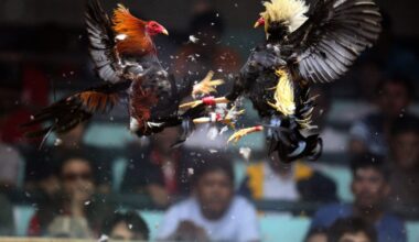 Korean Air bans roosters from U.S. flights to Philippines