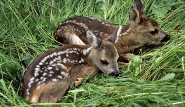 Texas residents reminded to leave baby animals alone