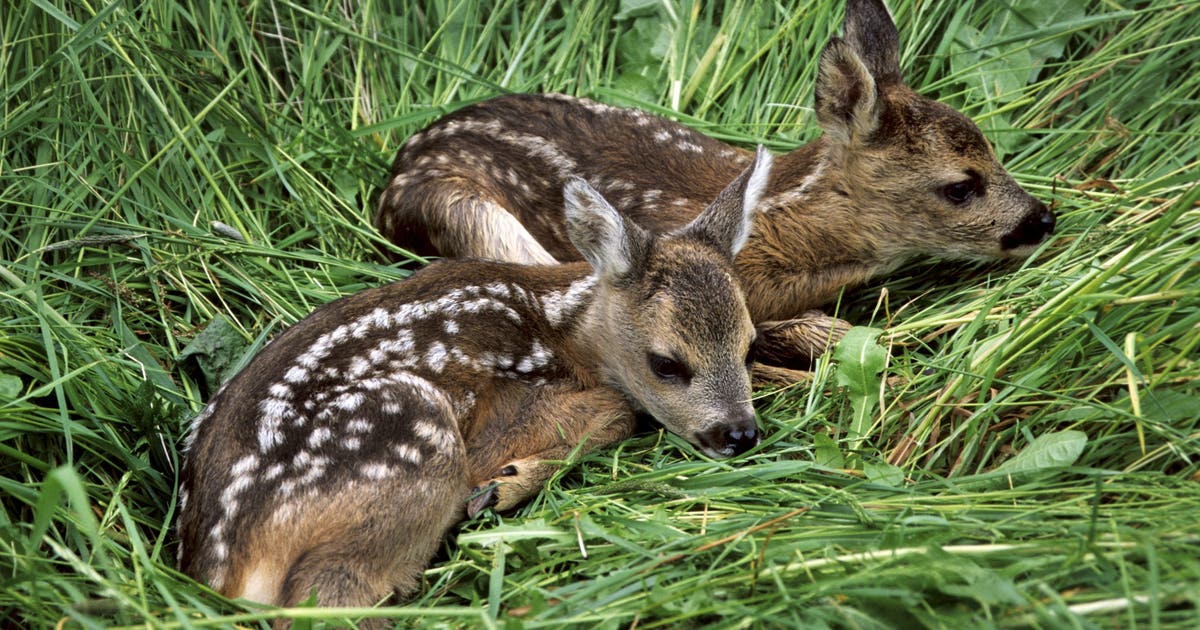 Texas residents reminded to leave baby animals alone