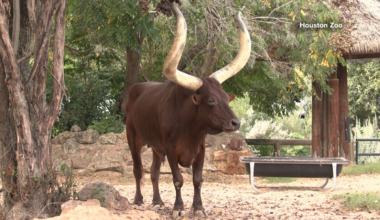 Houston Zoo mourns the loss of 23-year-old Ankole cattle, Luni Tune