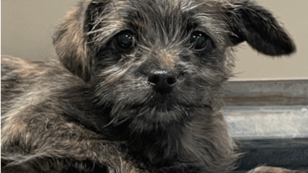 The Austin Humane Society is looking for a woman who allegedly stole a 4-month-old puppy by concealing him in her purse and slipping out through a staff entrance Tuesday evening. (Photo: Austin Humane Society)