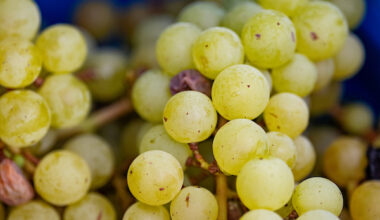 White grapes on the vine