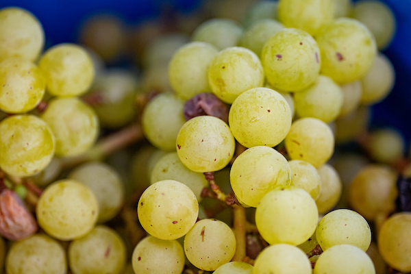 White grapes on the vine