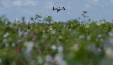 Cotton precision: Digital tools tested in Texas fields