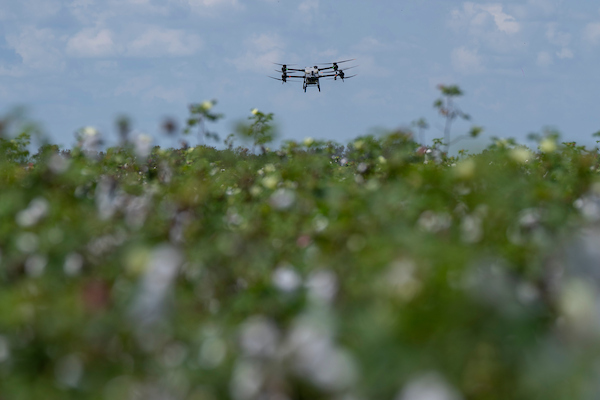 Cotton precision: Digital tools tested in Texas fields
