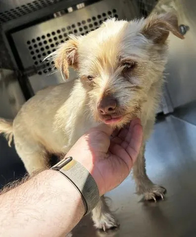 SunnieCredit: Fort Worth Animal Care & Control