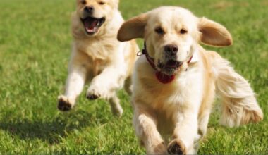 Free pet food distribution at Coastal Bend Food Bank