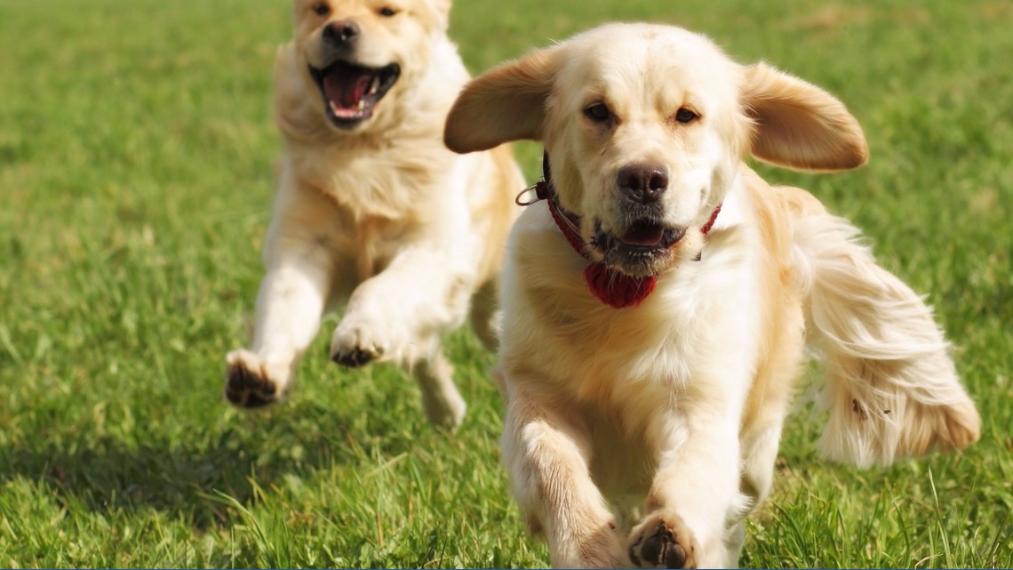 Free pet food distribution at Coastal Bend Food Bank