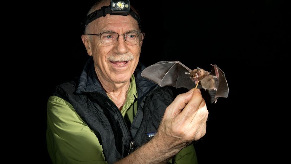 Merlin Tuttle calling a hairy big-eared bat (Micronycteris hirsuta) to his hand for mealworms in Panama. Courtesy ©MerlinTuttle.org