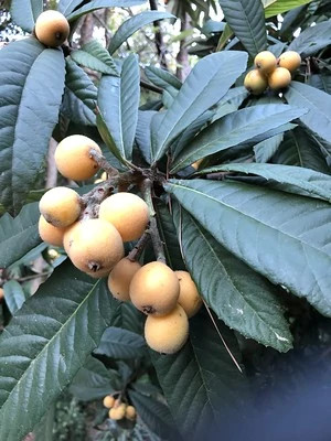 33698584318_3c9cdb908f_w