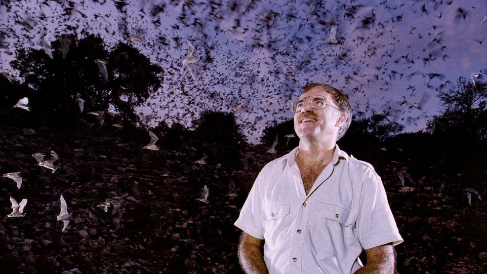 Merlin Tuttle observing millions of Brazilian free-tailed bats (Tadarida brasiliensis) emerge from Bracken Cave in Texas. Courtesy ©MerlinTuttle.org