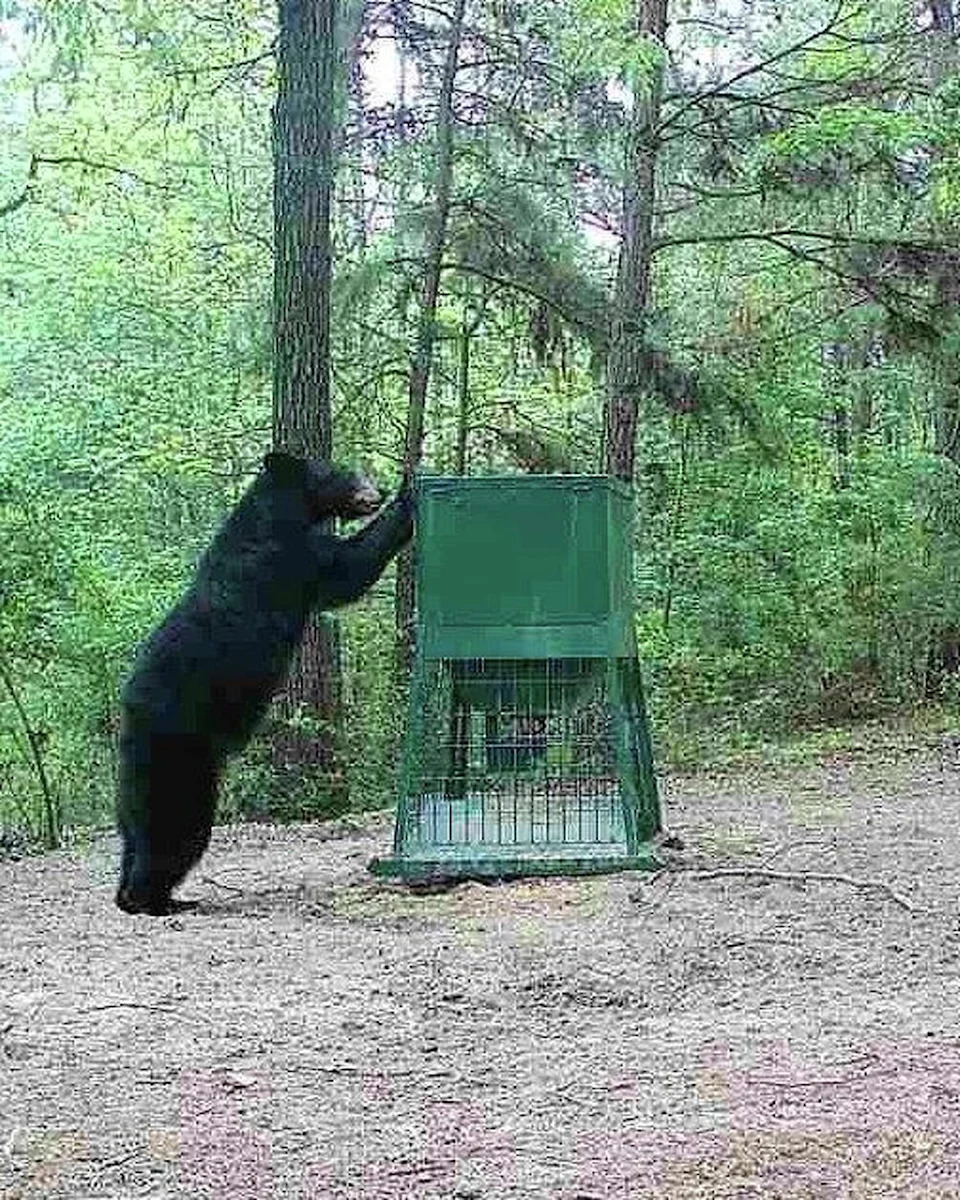 Wildlife officials have tracked this black bear's activity across parts of East Texas since 2025. (Texas Parks and Wildlife Department)